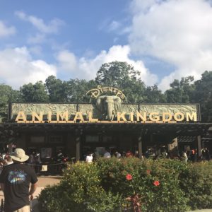 Animal Kingdom Disney